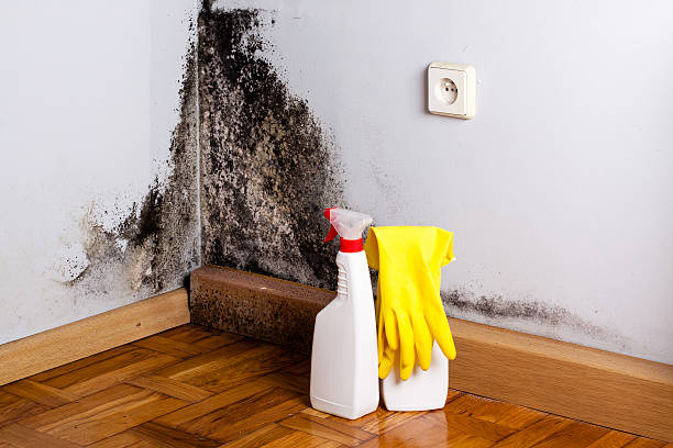 Best Crawl Space Mold Removal  in Sugar Land, TX